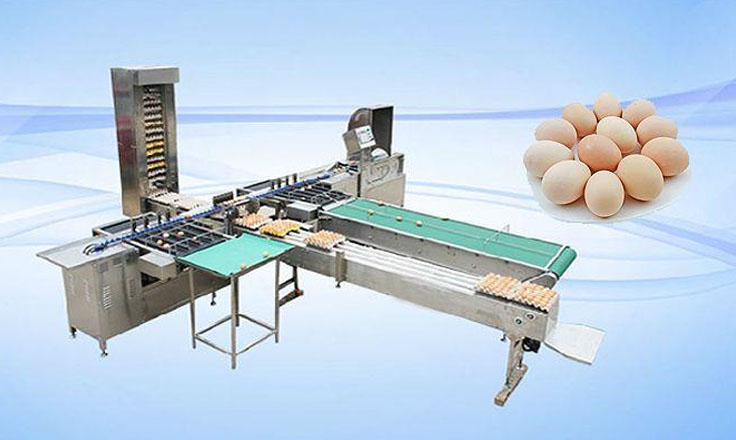 雞蛋分揀機(jī)專業(yè)解決方案